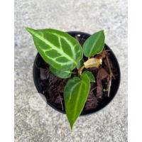 ราคา Anthurium dorayaki ลูกผสม - หน้าวัวใบโดรายากิ ลูกผสม (17187777925)