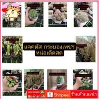 ราคา แคคตัส กระบองเพชร หน่อเด็ดสด สนหิน​ เก๋ง​จีน​ เก๋ง​จีน​ด่าง​ สามร้อยยอด​ด่าง​ ชูแมน​ เด็ดสดตามออเดอร์​ (21671183634)