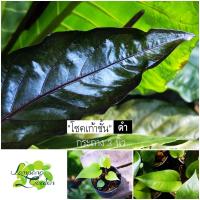 ราคา ต้นโชคเก้าชั้น【ดำ】โชค9ชั้น ต้นหน้าวัวใบ กระถาง 3และ 4 นิ้ว ต้นไม้มงคล ไม้ใบ (17645199459)