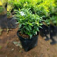 ราคา ต้นพุดศุภโชค พุดศุภโชค ไม้มงคลคู่คนไทย ที่นิยมปลูกไว้ประดับสวน ต้นพันธุ์แบบปักชำ (27237851916)