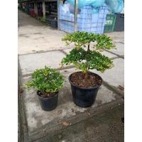 ราคา หูกระจงแคระ แผ่บารมี บอนไซ (19341323635)