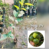 ราคา ต้นมะนาวแป้นพวงลูกดก (กิ่งตอน) (29230442860)