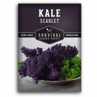 ราคา Scarlet Kale Seeds - Ornamental Kale สการ์เล็ท เคล เมล็ดพันธุ์เคลแดง จำนวนเมล็ด 202-250 เมล็ด (29431282987)