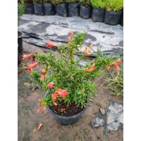 ราคา ต้นทับทิมแคระ ไม้เสริมมงคล ประดับบ้าน ปลูกเพื่อเสริมฮวงจุ้ย (5682547262)