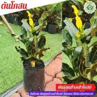 ราคา ไม้ยอดนิยม โกสนขุนช้าง ต้นโกสน ขุนช้างเข้าโบสถ์ ใบสวย ต้นสวย (16940639443)