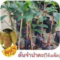 ราคา ต้นจำปาดะ หรือ จำดะ (พันธุ์แบบไร้เมล็ด) สูงประมาณ 60-70 cm.(1ต้น) (3102862454)