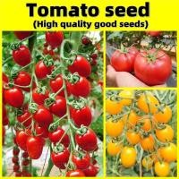 ราคา เมล็ดพันธุ์ มะเขือเทศ Tomato Seed เมล็ดพันธุ์ มะเขือเทศเชอรี่ สีเหลือง เมล็ดพันธุ์มะเขือเทศเชอรี่ สีดำ Vegetable Seeds (28630267730)