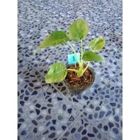 ราคา กวักใบโพธิ์หรือ ต้นนางกวัก ต้นไม้มงคลช่วยกวักเงินกวักทองเรียกโชคลาภ (11254997012)