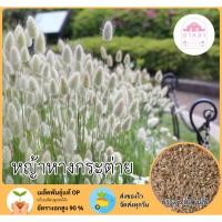 ราคา หญ้าหางกระต่าย 200 เมล็ด (26473676169)