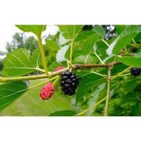 ราคา กิ่งสำหรับปักชำ กิ่งหม่อน หม่อนเบอรี่ กิ่งละ 19 บาท (23856275529)