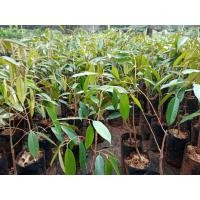 ราคา ต้นกล้าทุเรียนหมอนทองพร้อมปลูก ต้นละ 160 บาท (5359261316)