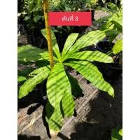 ราคา ต้นจิกเศรษฐี ต้นไม้มงมง (9362308799)