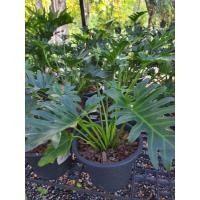 ราคา ฟิโลเดนดรอน ซานาดู กระถาง 11" Philodendron xanadu Croat, Mayo & J.Boos (21355609480)