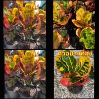 ราคา (1ต้น) ต้น โกสน Codiaeum variegatum ต้นโกสน สวนต้นไม้ตายาย (19208075359)