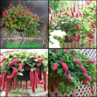 ราคา (ขาย ต้นพันธุ์) ดอก ต้น ต้นหางกระรอก สี แดง หางกระรอก fadel (9871580395)