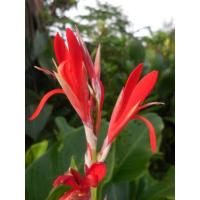 ราคา เมล็ด พุทธรักษาดอกสีแดง พุทธรักษาแดงป่า ทำยา (22434900446)