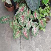 ราคา บอนสีเจ้ากรุงไกรเซอร์ (15612628526)