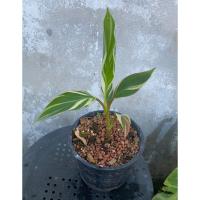 ราคา ต้นกล้วยโนโน๊ะด่าง ด่างสวย ✅ แข็งแรง ต้นที่ส่ง คือ ต้นในรูป กระถาง 6 นิ้ว ตามรูป (43361551635)