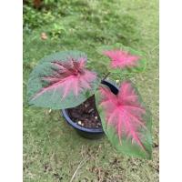 ราคา ช้างเผือกใบบัว บอนสีช้างเผือกใบบัวบอนสีที่ทุกบ้านต้องมีบอนสีราคาถูกฟอร์มดี (13313355902)