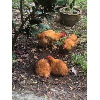 ราคา ไข่เชื้อไก่เบตง 10 แถม2 20 แถม5 (15499474900)