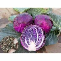 ราคา เมล็ดพันธุ์ กะหล่ำปลี ม่วง บรรจุ 150เมล็ด Purple Red Cabbage Seed Organic Vegetable Seeds for Planting เมล็ดพันธุ์แท้ (40621512620)