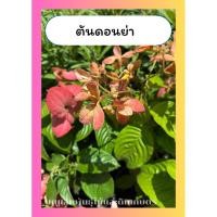 ราคา ต้นดอนญ่า ขาว ชมพู ส้ม แดง ไม้พุ่ม ทนแดด กระถาง10นิ้ว (43776946326)