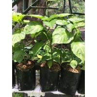 ราคา ต้นพริกที่มีความเผ็ดมากที่สุดในโลก พริกพิโรธ (4954468592)