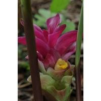 ราคา ต้นสมุนไพรว่านมหาเมฆ ขมิ้นดำ ขิงดำ ถุงดำพร้อมปลูก 39 บาท (23173791497)