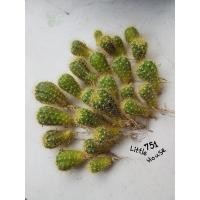 ราคา ต้นกระบองเพชร-หน่อดาวล้อมเดือน-ราคาถูก (6867344623)