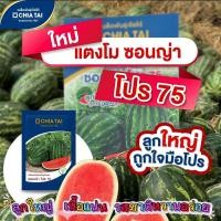 ราคา เมล็ดแตงโม ซอนญ่าโปร 75 ตราเจียไต๋ F1 เมล็ดพันธุ์แตงโม เมล็ดแตงโมซอนญ่าโปร ซอนญ่า แตงโมลูกใหญ่ (25457417537)