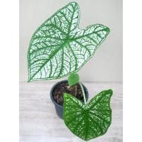 ราคา บอนสีอิเหนา กระถาง 6 นิ้ว บอนสีราชินีแห่งใบไม้ (11863956980)