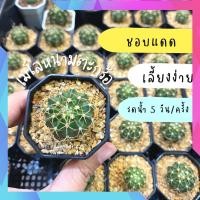ราคา ต้นกระบองเพชร เมโลแคตตัส หนามตะกร้อ เมโลหนามตะกร้อ #Melocactus curvispinus #cactus แบบกระถาง2 นิ้ว (9242215108)