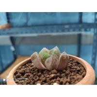 ราคา ต้นไม้อวบน้ำ Haworthia ฮาโวเทีย (8002113913)