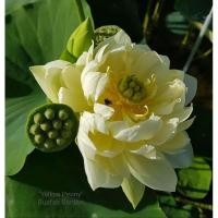 ราคา 8 เมล็ด ดอกใหญ่ ของแท้ 100% เมล็ดพันธ์ุบัว ดอกบัว ปลูกบัว เม็ดบัว สวนบัว Lotus Waterlily (5668994228)