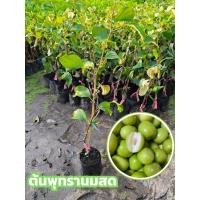 ราคา ต้นพุทรานมสด(กิ่งทาบ)ต้นพันธุ์สูงประมาณ70-80ซม./พุทรานมสดมีลักษณะผลที่ใหญ่/ผิวบาง/หวานฉ่ำ/กรอบ/อร่อย (40218699601)