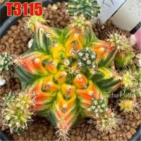 ราคา ❤️❤️มีส่งด่วน❤️❤️ยิมโน โคลน T3115/Cactus /Gymno/Gymnocalycium/แคคตัส/ยิมโนด่าง/ไม้ชำหน่อ​ (40569044319)
