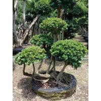 ราคา ต้นไทรช้อนเงินช้อนทอง (22679214806)