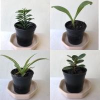 ราคา ต้นไม้มงคลขนาดเล็ก จำนวน 40 ต้น (3967419806)