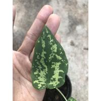 ราคา บอนสี เสือพราน Colocasia Hilo Beauty (8886976194)