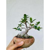 ราคา บอนไซต้นไทรใบกลม ไม้มงคล (26080722399)