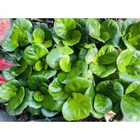 ราคา ต้นไทรใบสัก ไทรใบสัก (11836105524)