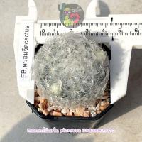 ราคา mammillaria plumosa ขายแมมขนนกขาวชำหน่อ (14929841896)