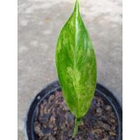 ราคา เศรษฐีวิลสันด่างสวยๆ (11166902688)