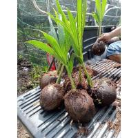 ราคา พันธุ์มะพร้าวน้ำหอมบ้านแพ้ว (10458972831)