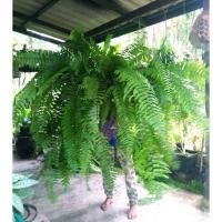 ราคา นำเข้าตกแต่ง เฟิร์นสไบนาง (สไบใจ) ตกแต่งบอนไซ #ไม้ประดับยอดนิยม สวยยาวพริ้ว (48802698407)