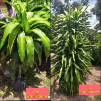 ราคา (1ต้น) ต้น ต้นวาสนา วาสนา ใบเขียว ใบด่าง เขียว ด่าง ไซส์ใหญ่ ขนาดใหญ่ ต้นใหญ่ ยักษ์ ต้นวาสนาด่าง ต้นวาสนาเขียว Tinutda (14491494725)