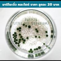 ราคา มาริโมะ สาหร่ายนำโชค ขนาดจิ๋ว ลูกละ 20 บาท Marimo Japan (20684502857)