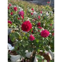 ราคา กุหลาบมอญสุโขทัยดอกสวยมากหอมแรง (7496488706)