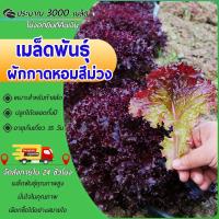 ราคา 3000 เมล็ดพันธุ์ผักกาดหอมสีม่วง เมล็ดผักสวนครัว คุณค่าทางโภชนาการสูง เหมาะสำหรับทำสลัด (28673744744)