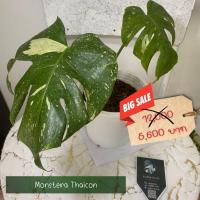 ราคา มอนสเตอร่า ไทคอนด่างเทพ ราคาถูกโคตร ลดไปอีก 500 (12407433686)